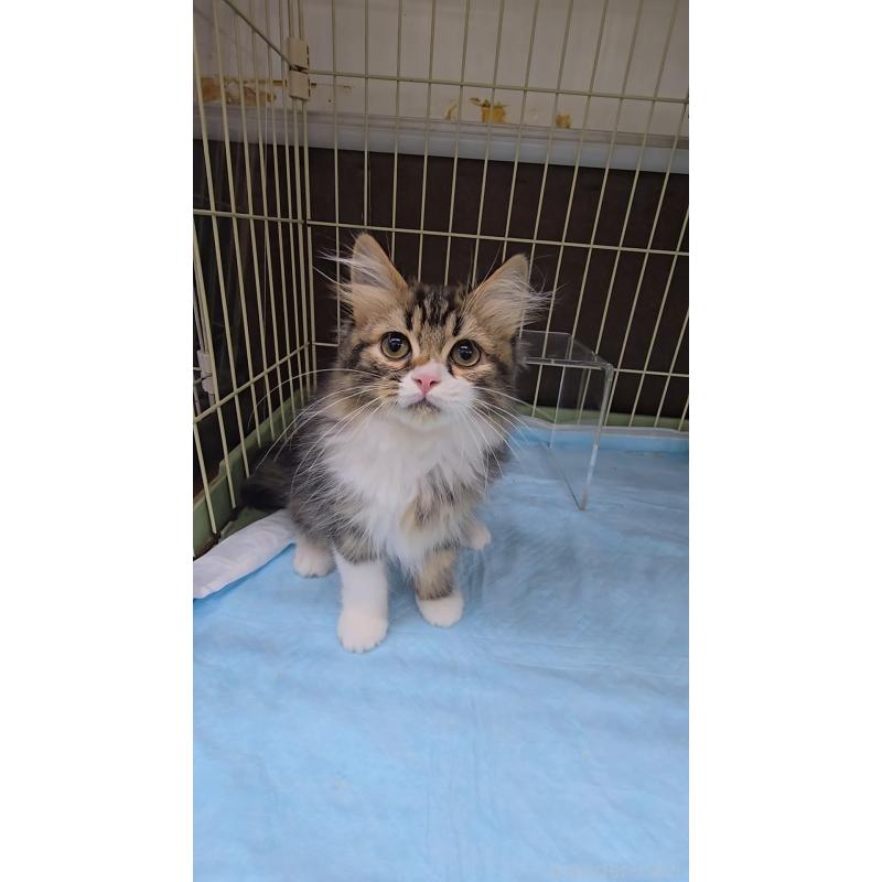 販売中の東京都のラガマフィン-127486の2枚目