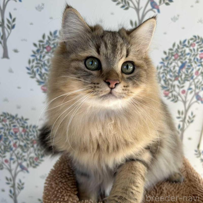 販売中の長野県のミヌエット-130289の1枚目