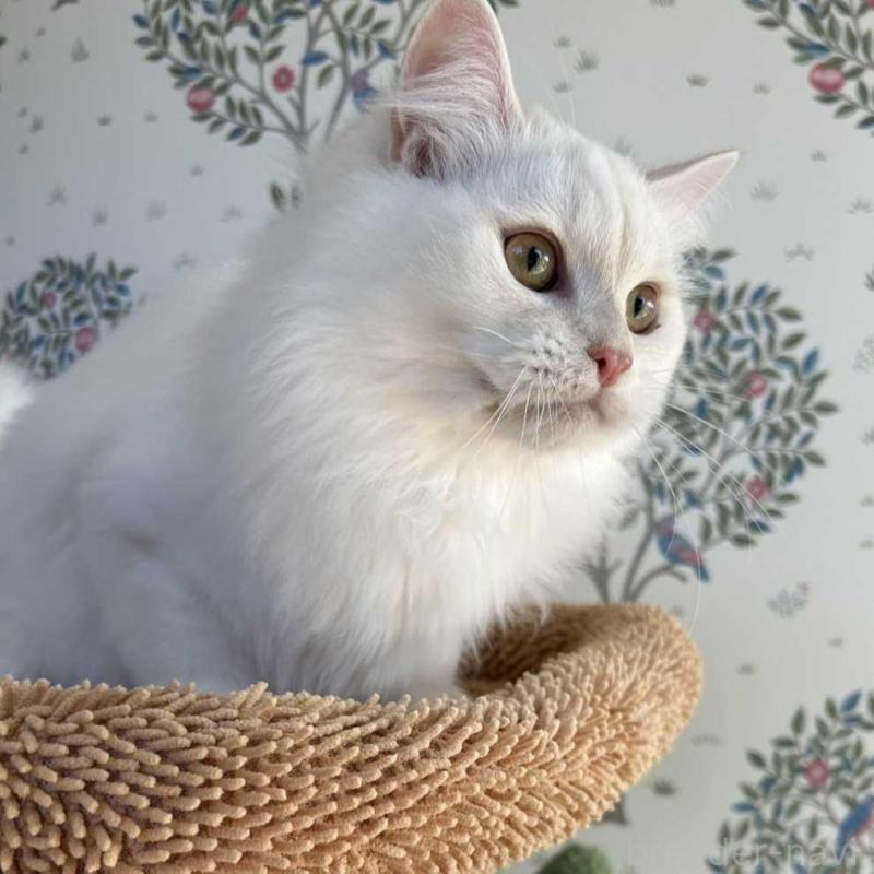 販売中の長野県のミヌエット-130290の1枚目