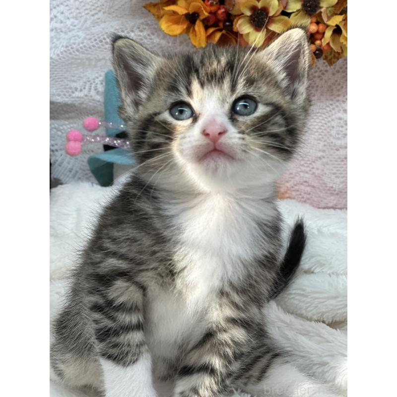 販売中の長野県のマンチカン-130291の4枚目