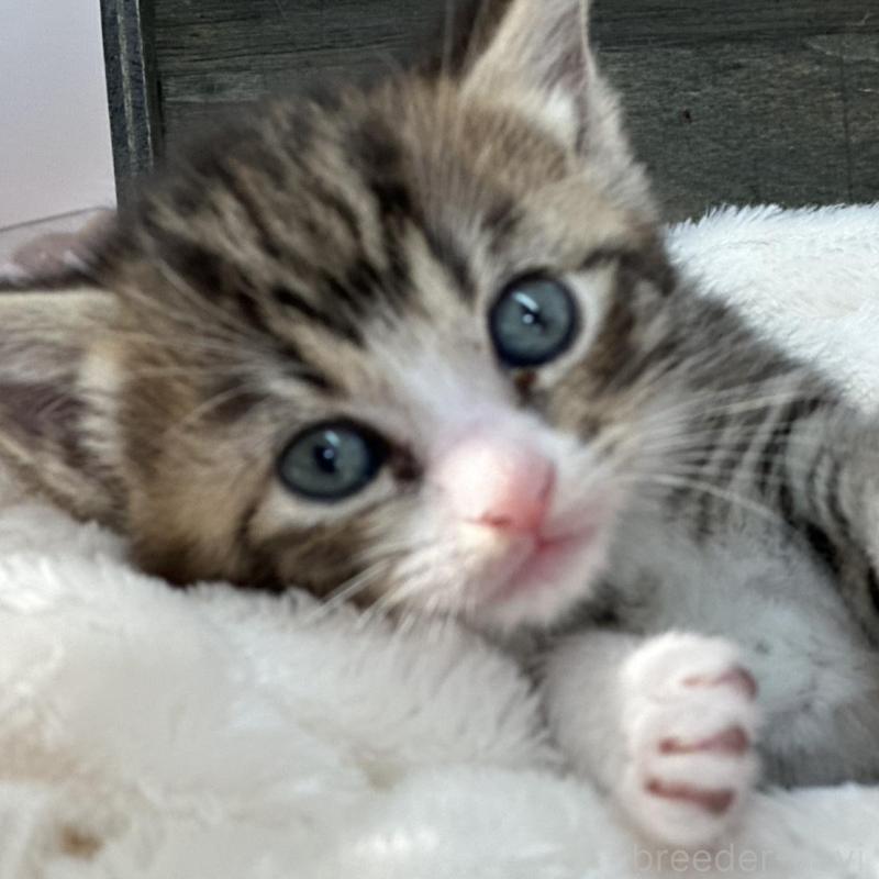 販売中の長野県のマンチカン-130291