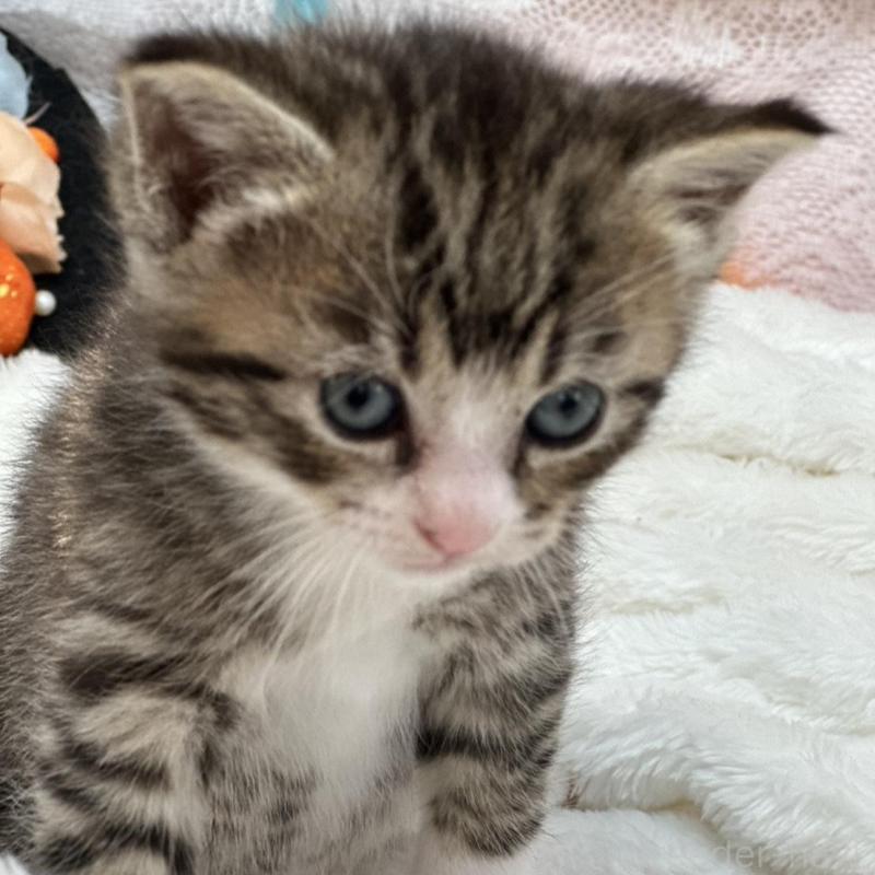 販売中の長野県のマンチカン-130291の3枚目