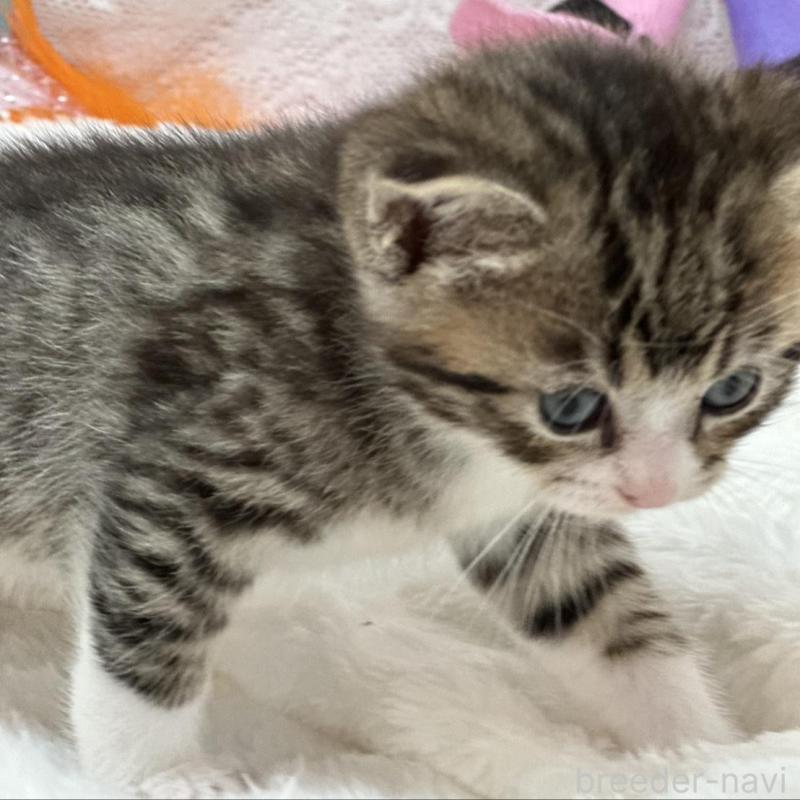 販売中の長野県のマンチカン-130291の2枚目