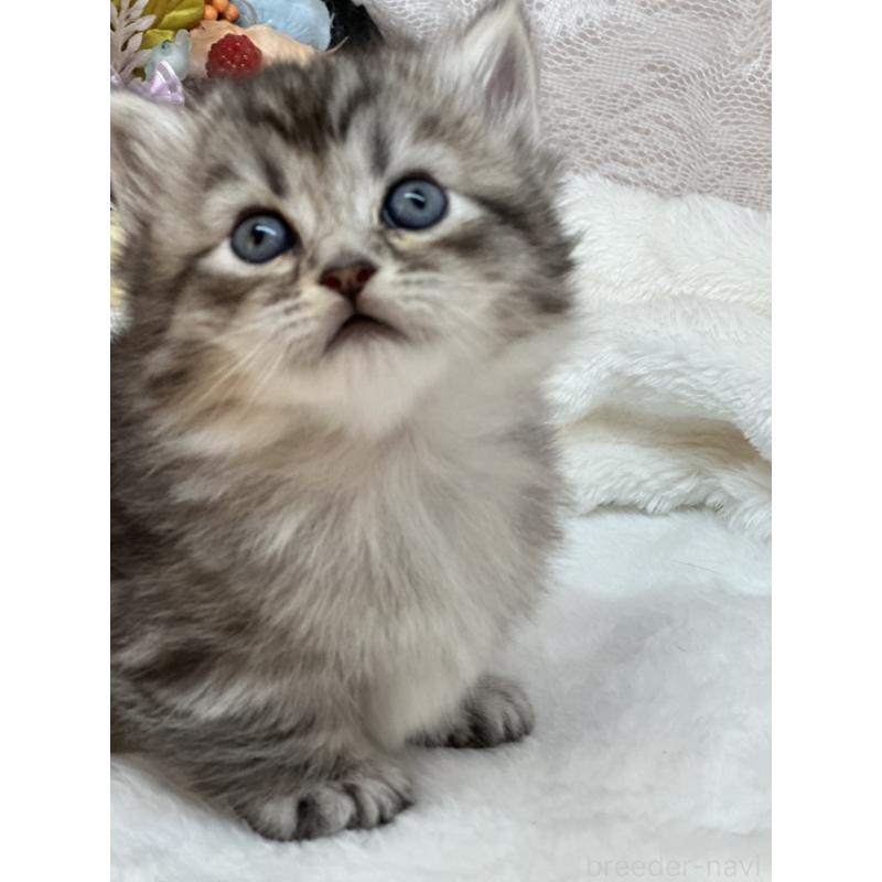 販売中の長野県のマンチカン(短足)-130292の5枚目