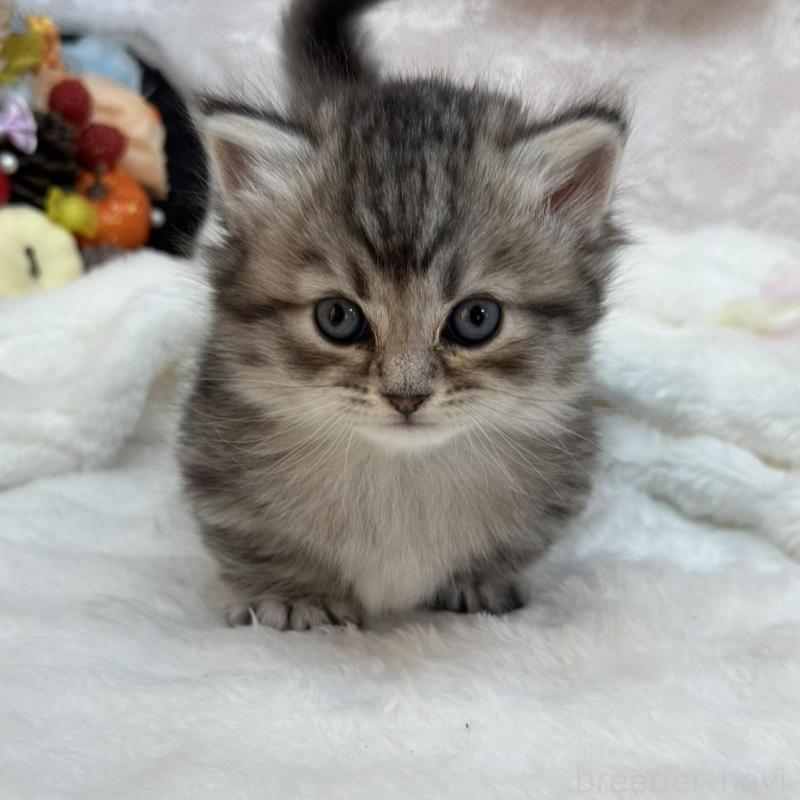 販売中の長野県のマンチカン(短足)-130292の4枚目