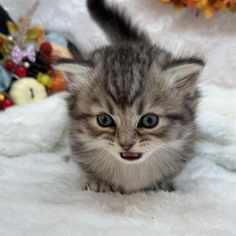 販売中の長野県のマンチカン(短足)-130292の3枚目