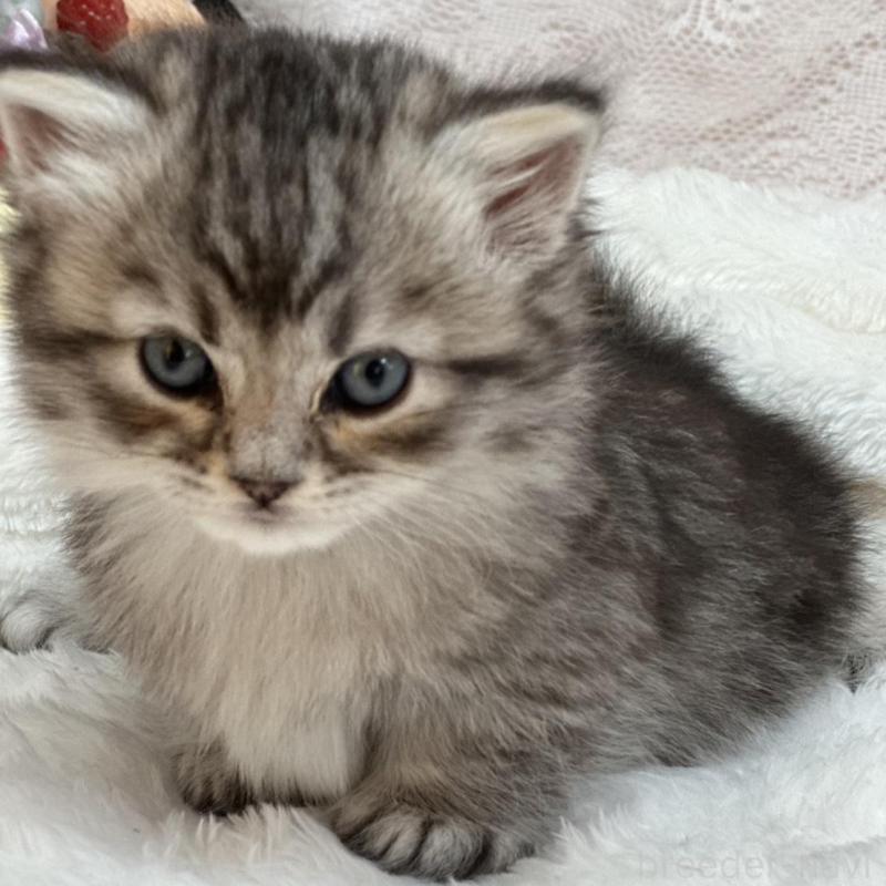 販売中の長野県のマンチカン(短足)-130292の2枚目