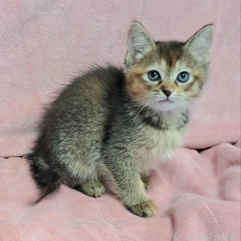 販売中の茨城県のミックス-130293