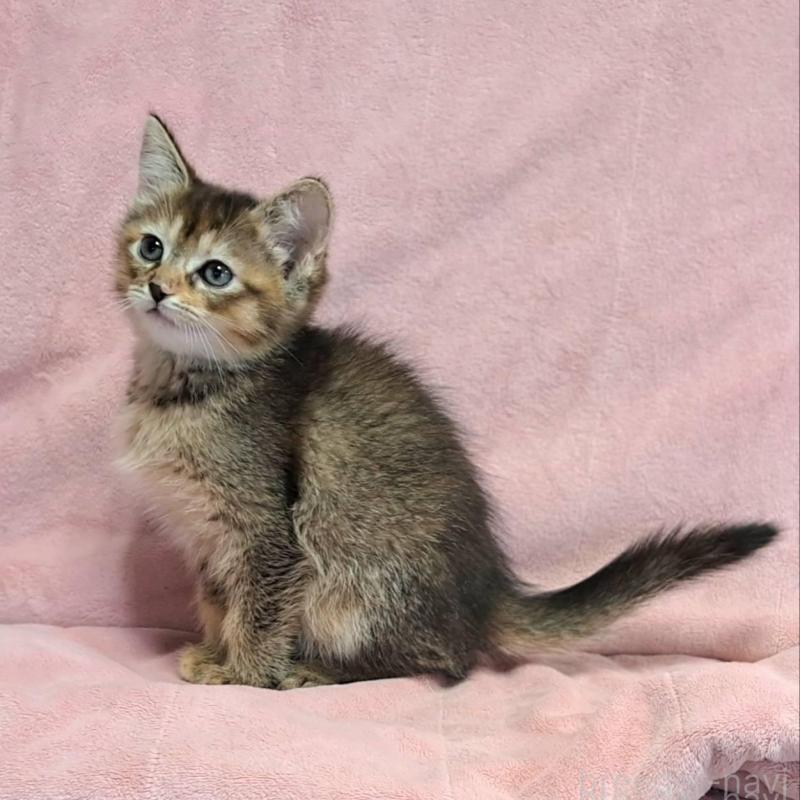 販売中の茨城県のミックス-130293の6枚目