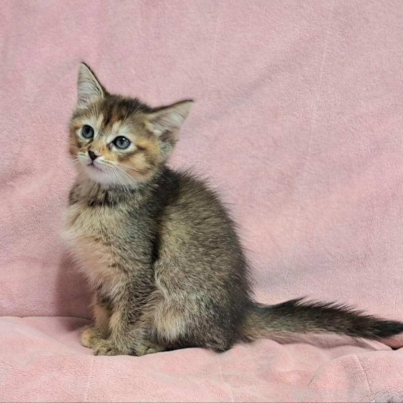 販売中の茨城県のミックス-130293の5枚目