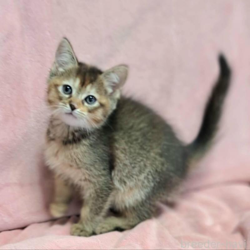 販売中の茨城県のミックス-130293の4枚目