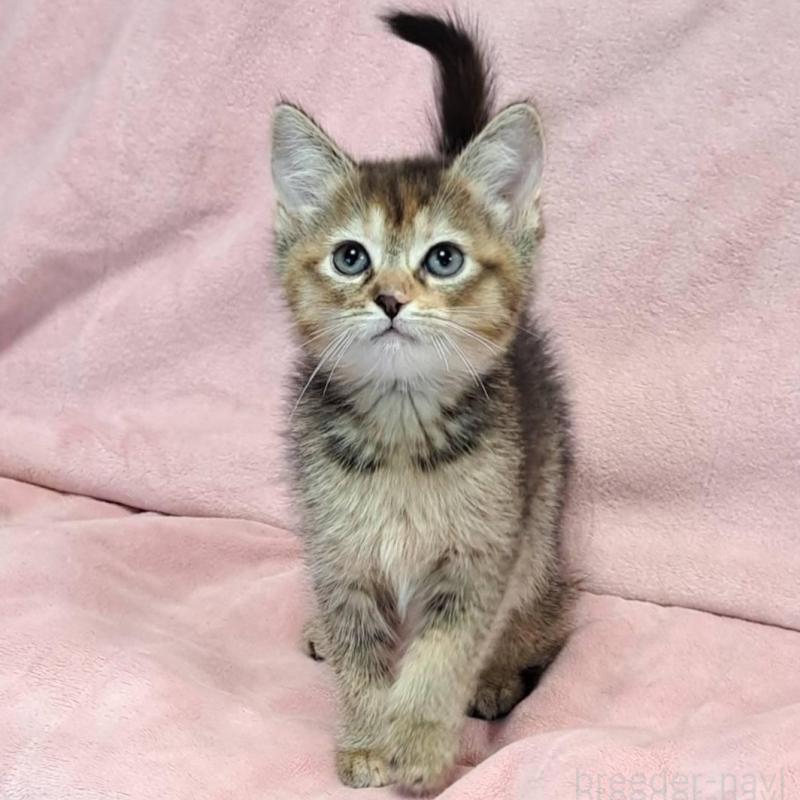 販売中の茨城県のミックス-130293の3枚目