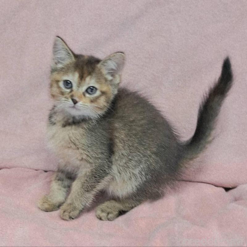 販売中の茨城県のミックス-130293の2枚目