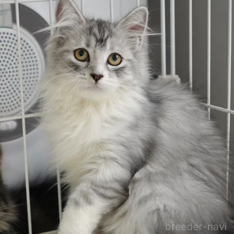 販売中の大阪府のサイベリアン-130294