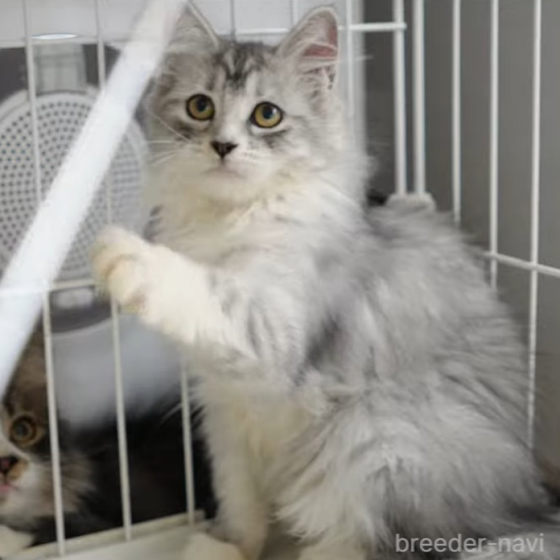 販売中の大阪府のサイベリアン-130294の7枚目