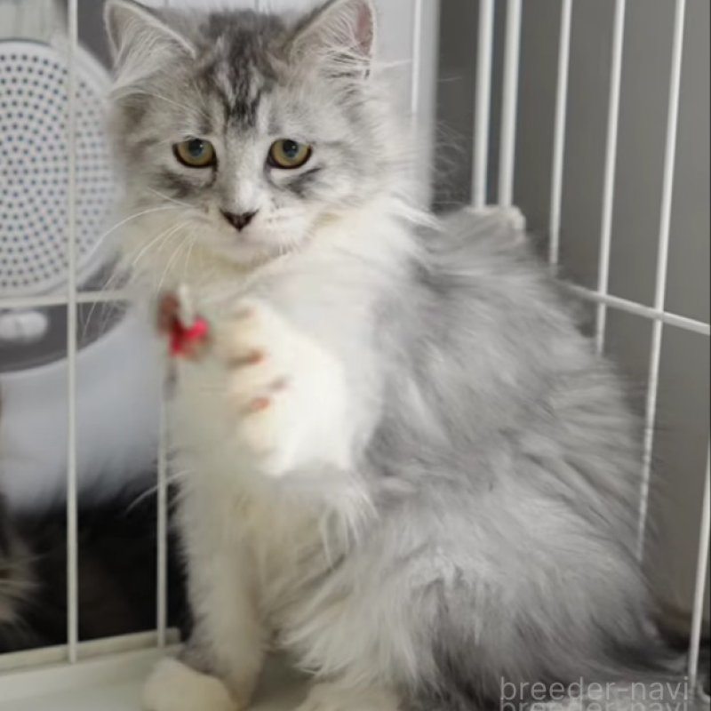 販売中の大阪府のサイベリアン-130294の6枚目