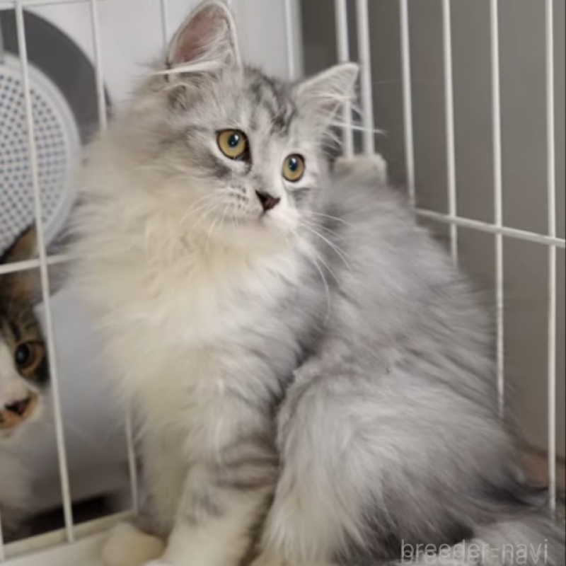 販売中の大阪府のサイベリアン-130294の5枚目