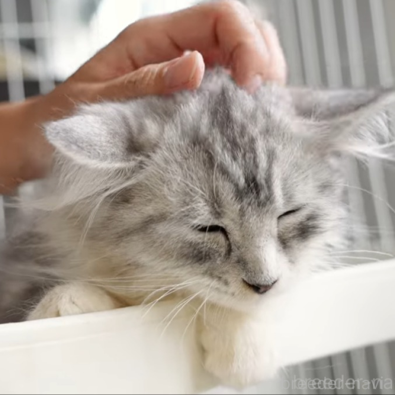 販売中の大阪府のサイベリアン-130294の4枚目