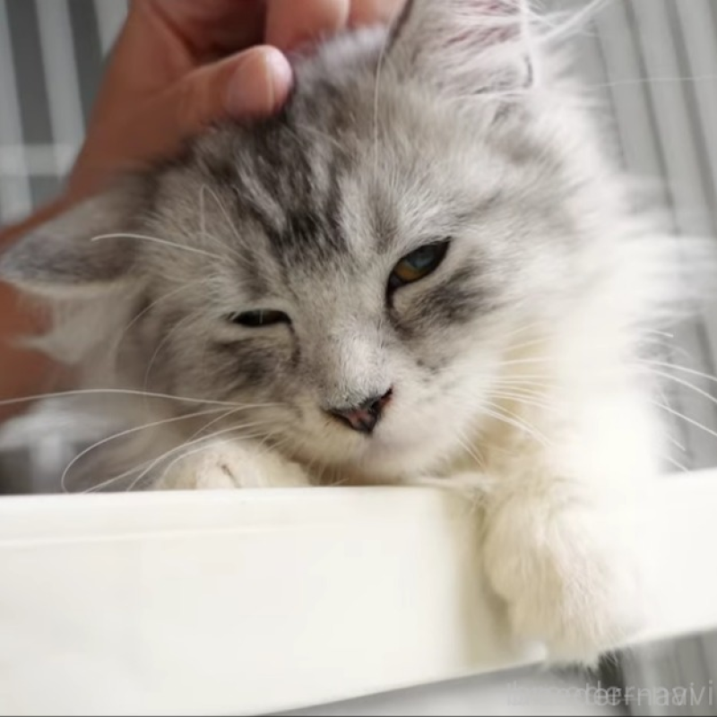 販売中の大阪府のサイベリアン-130294の3枚目