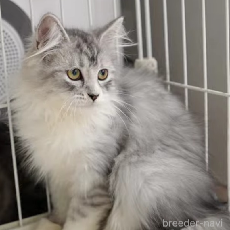 販売中の大阪府のサイベリアン-130294の2枚目