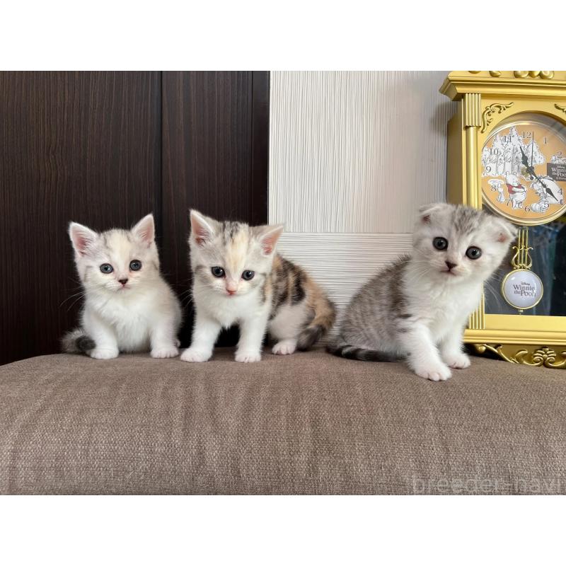 販売中の茨城県のスコティッシュフォールド-130295の6枚目