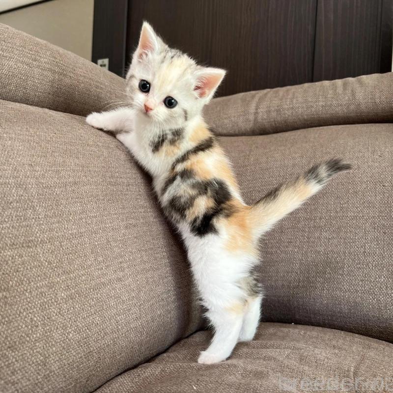 販売中の茨城県のスコティッシュフォールド-130295の1枚目