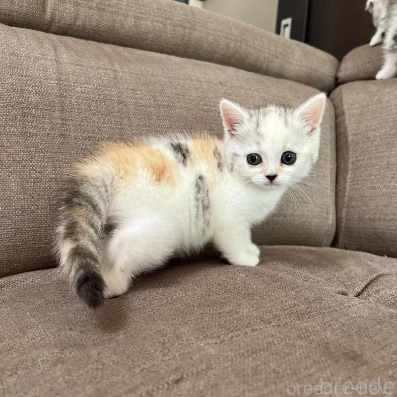 販売中の茨城県のスコティッシュフォールド-130295の5枚目