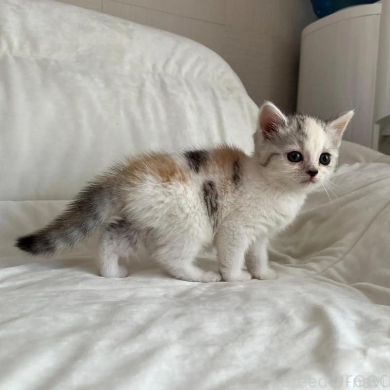 販売中の茨城県のスコティッシュフォールド-130295の4枚目