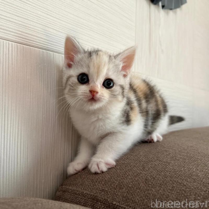 販売中の茨城県のスコティッシュフォールド-130295の3枚目