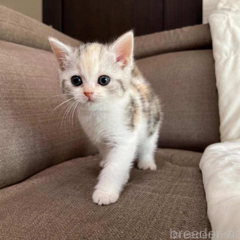 販売中の茨城県のスコティッシュフォールド-130295の2枚目