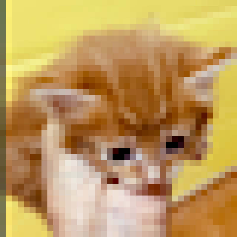 販売中の京都府のメインクーン-130297の5枚目