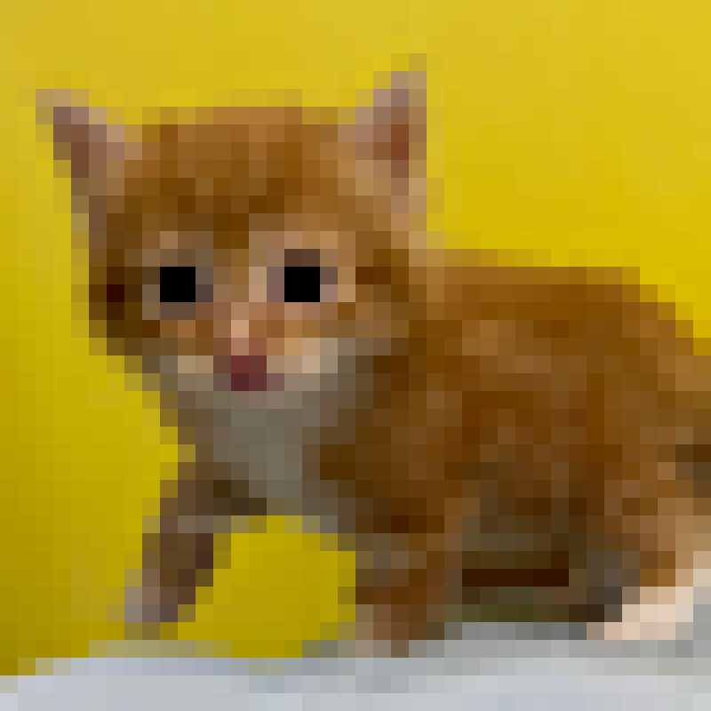 販売中の京都府のメインクーン-130297の4枚目