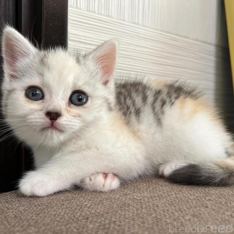 販売中の茨城県のスコティッシュフォールド-130296