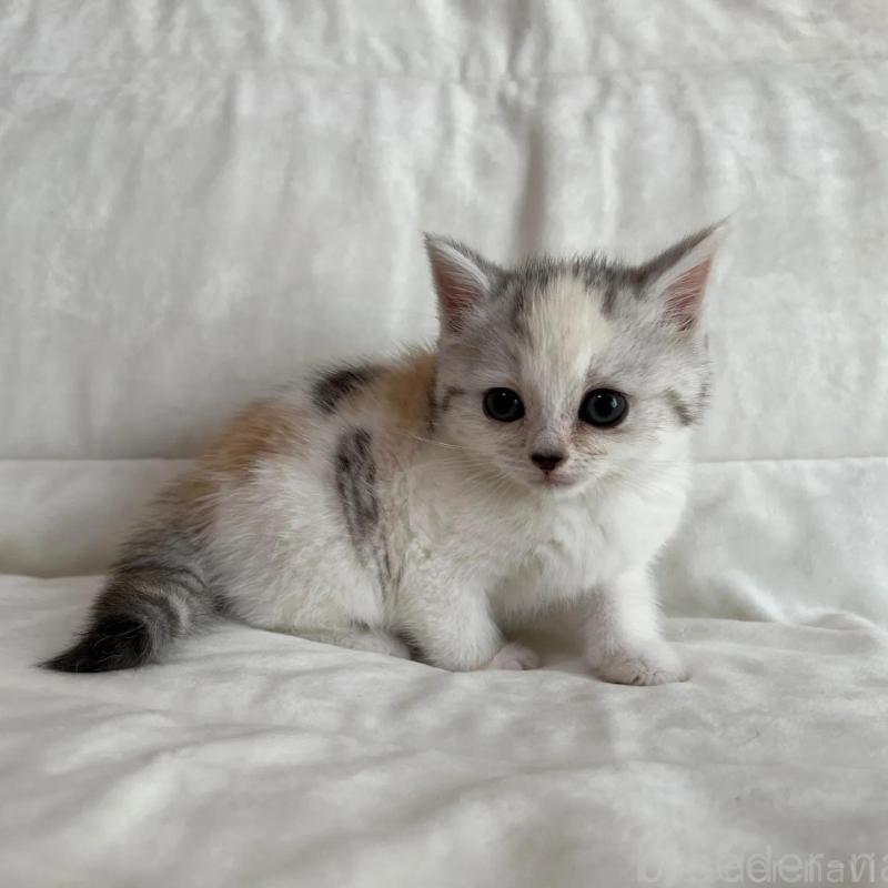 販売中の茨城県のスコティッシュフォールド-130296の5枚目