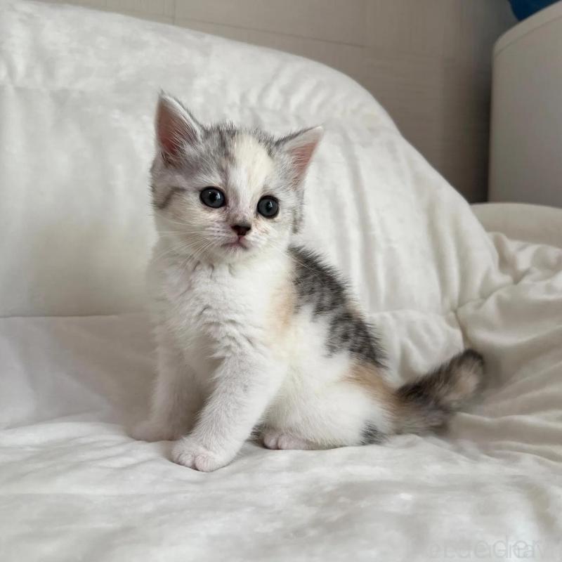 販売中の茨城県のスコティッシュフォールド-130296の4枚目