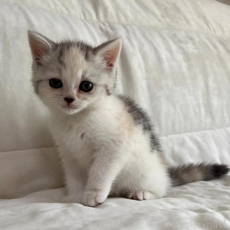 販売中の茨城県のスコティッシュフォールド-130296の3枚目