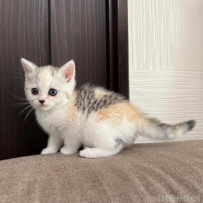 販売中の茨城県のスコティッシュフォールド-130296の2枚目