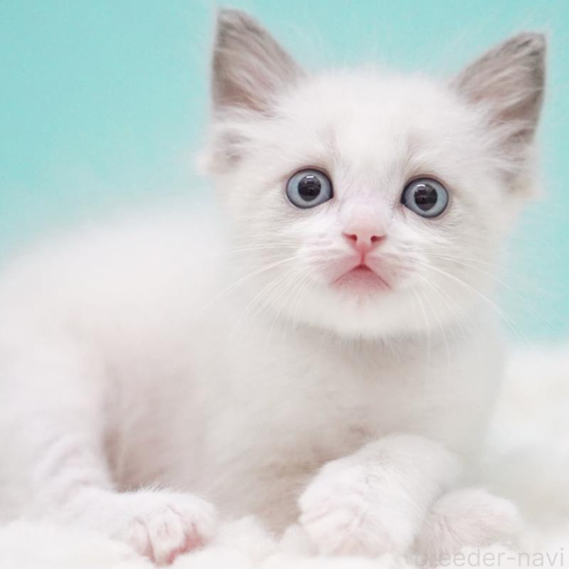 成約済の東京都のラグドール-129630の1枚目