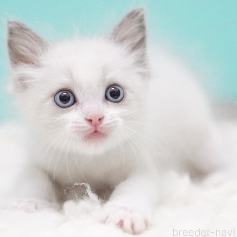 成約済の東京都のラグドール-129630の14枚目