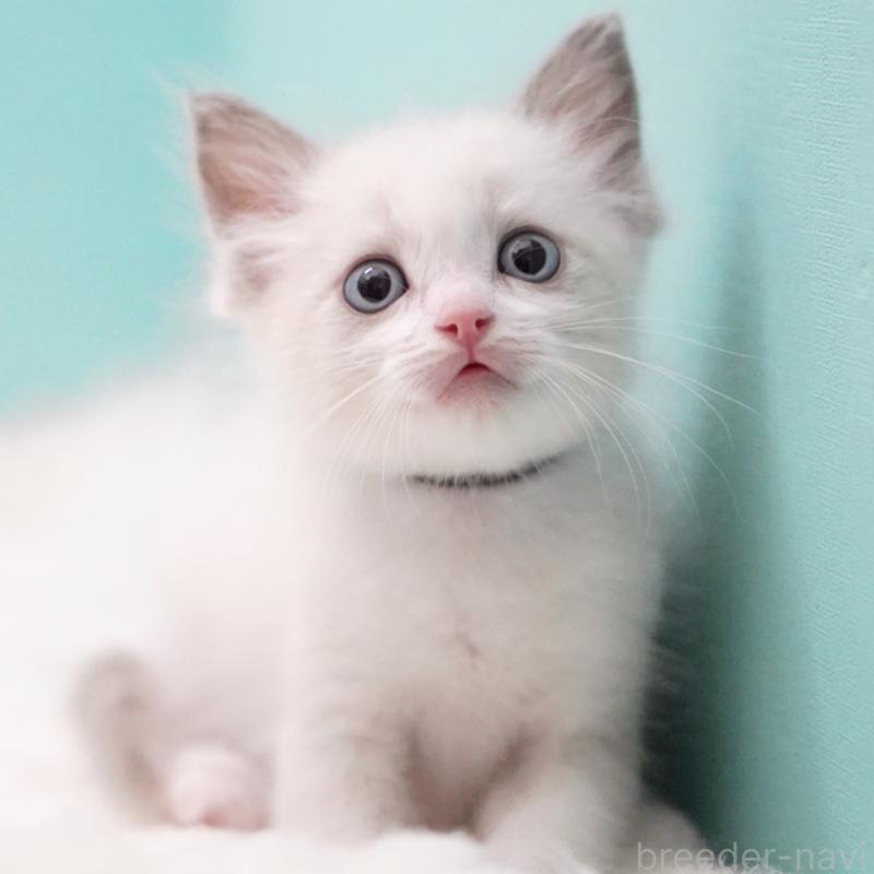 成約済の東京都のラグドール-129630の13枚目