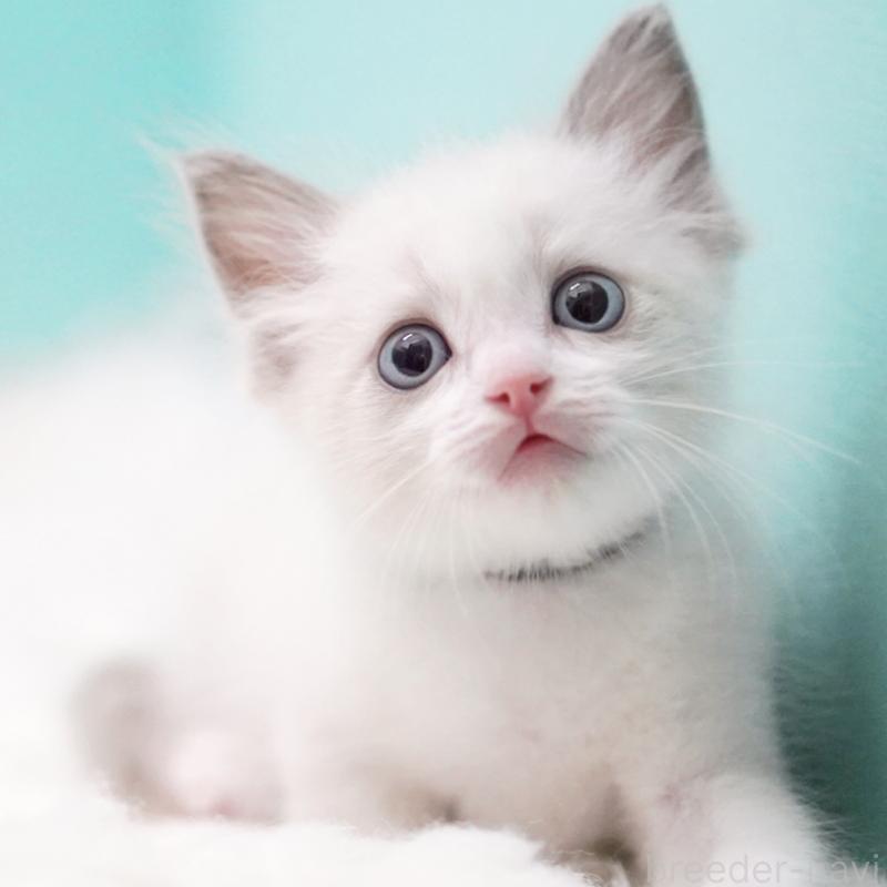 成約済の東京都のラグドール-129630の12枚目