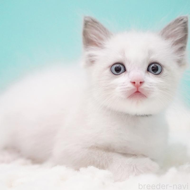 成約済の東京都のラグドール-129630の11枚目