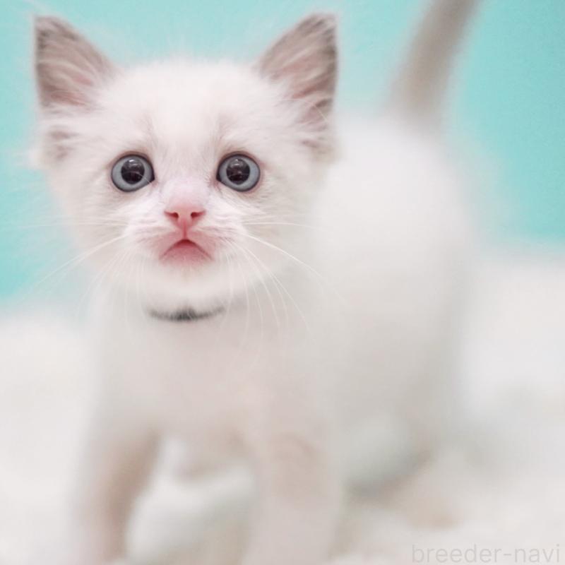 成約済の東京都のラグドール-129630の10枚目