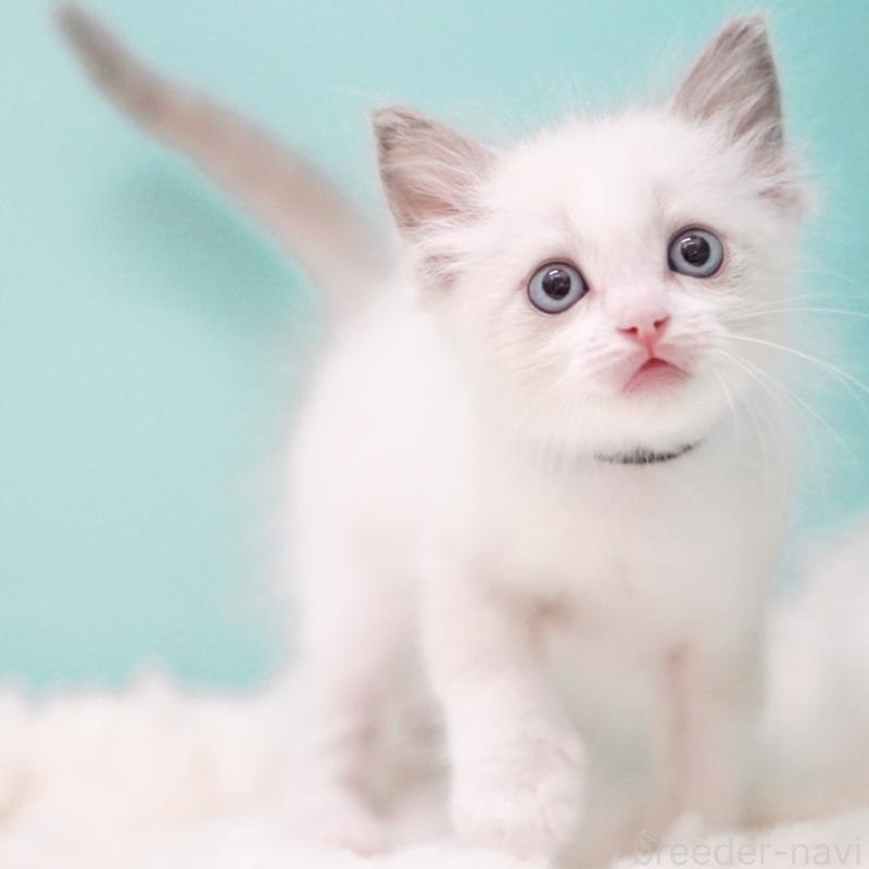 成約済の東京都のラグドール-129630の9枚目