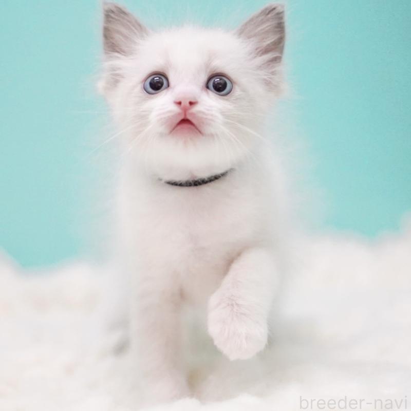 成約済の東京都のラグドール-129630の8枚目