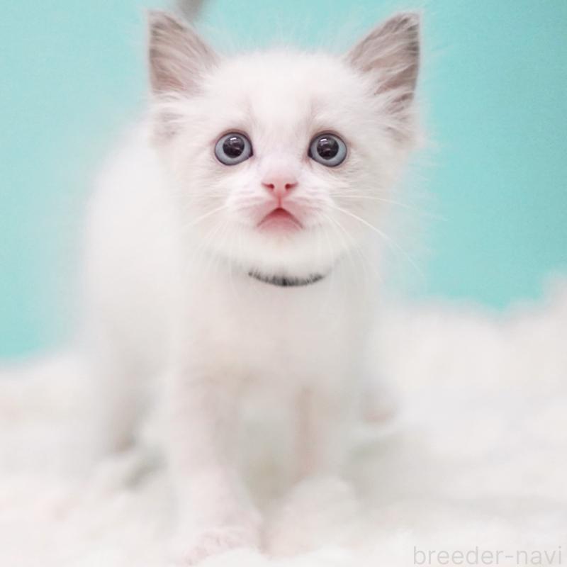 成約済の東京都のラグドール-129630の7枚目