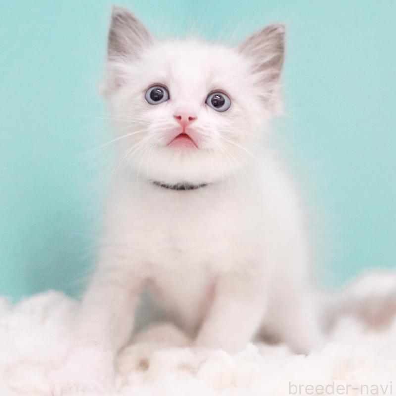 成約済の東京都のラグドール-129630の6枚目