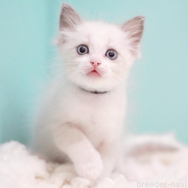 成約済の東京都のラグドール-129630の5枚目