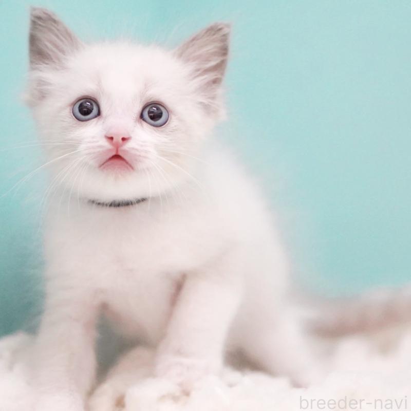 成約済の東京都のラグドール-129630の4枚目