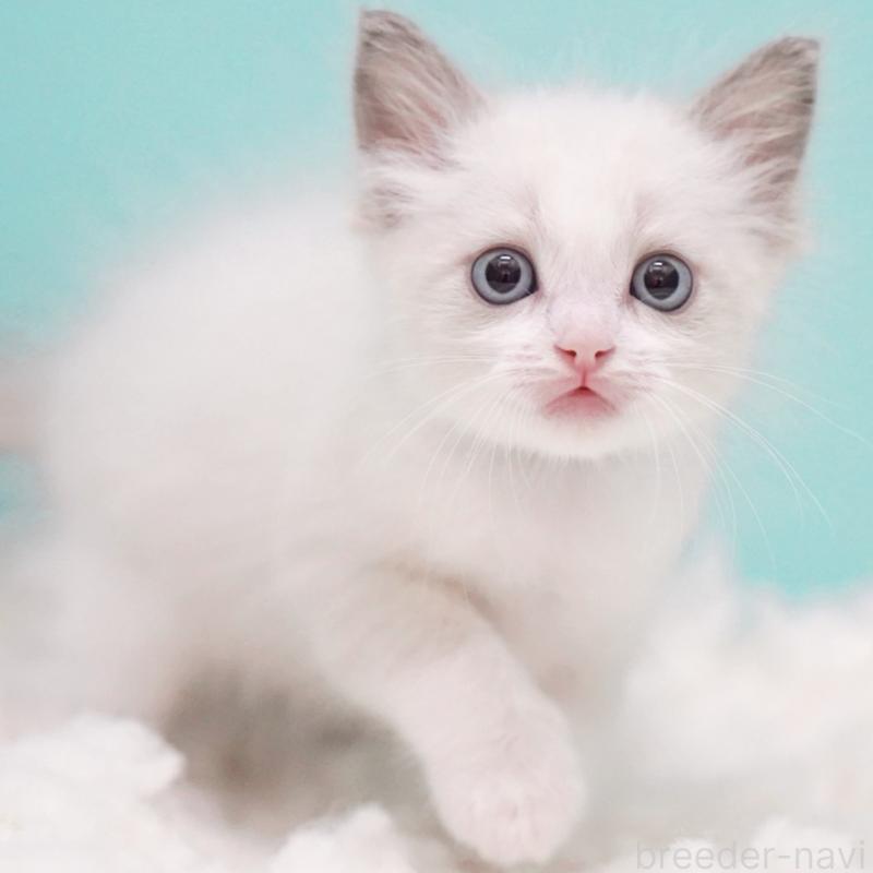 成約済の東京都のラグドール-129630の3枚目